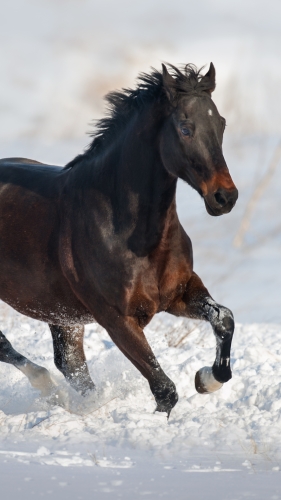 Bay horse run gallop in snow field