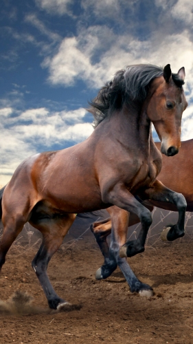 horse-mobile-wallpaper-desktopgoodies-011