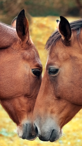 Horse love and tenderness