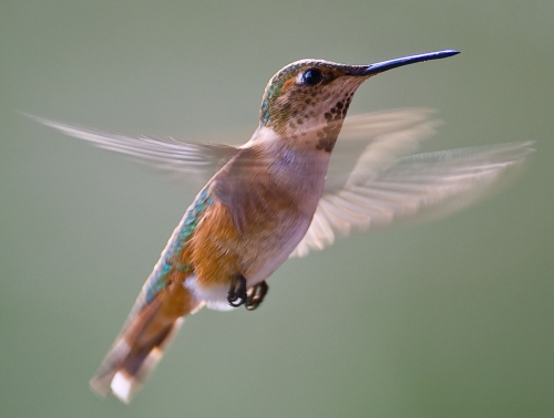 hummingbird-wallpaper-desktopgoodies-005