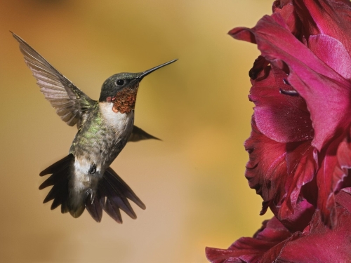 hummingbird-wallpaper-desktopgoodies-006