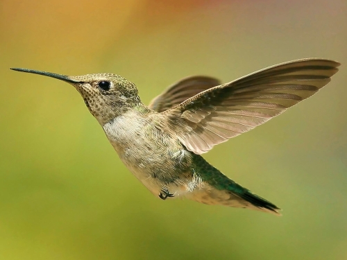 hummingbird-wallpaper-desktopgoodies-011