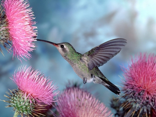 hummingbird-wallpaper-desktopgoodies-015