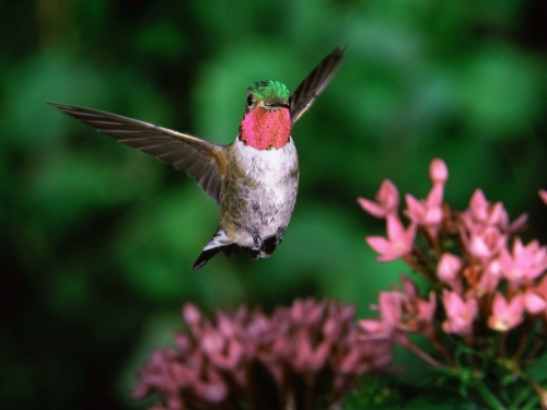 hummingbird-wallpaper-desktopgoodies-017
