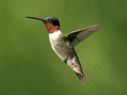 hummingbird-wallpaper-desktopgoodies-020