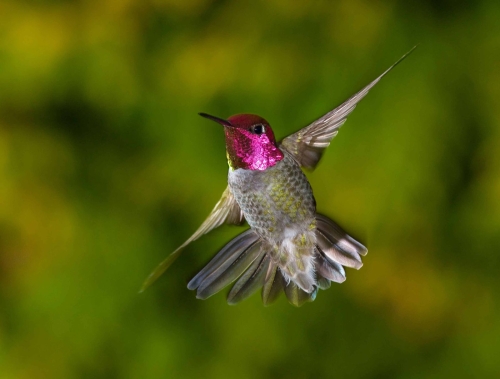 hummingbird-wallpaper-desktopgoodies-021