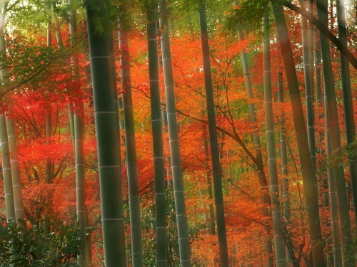 bamboo forest  arashiyama park  kyoto  japan-wallpaper-desktopgoodies-034