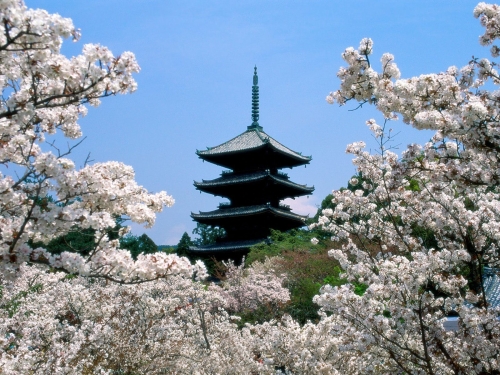 cherry blossoms  ninna-ji temple grounds  kyoto  japan-wallpaper-desktopgoodies-035