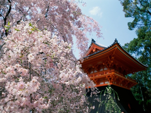 cherry blossoms  ninnaji temple  kyoto  japan-wallpaper-desktopgoodies-030