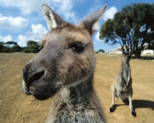 kangaroo-wallpaper-desktopgoodies-2