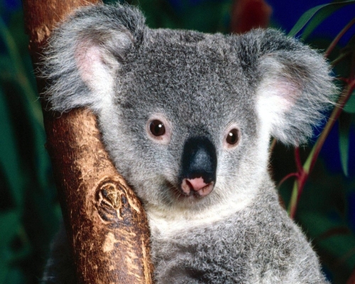 koala-wallpaper-desktopgoodies-001