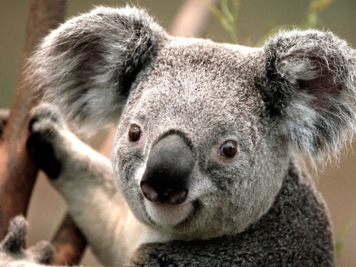 koala-wallpaper-desktopgoodies-005