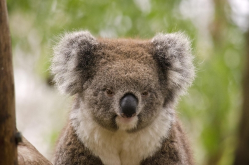 koala-wallpaper-desktopgoodies-007