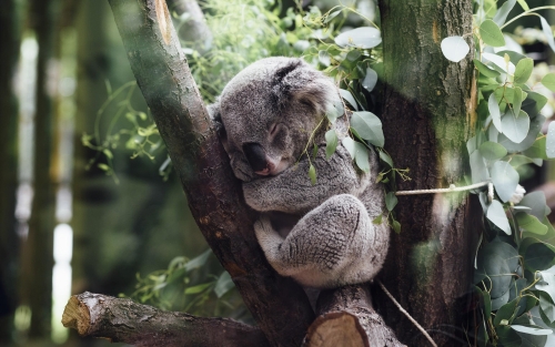 koala-wallpaper-desktopgoodies-009
