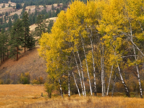 Grove of Aspen trees in Autumn, Okonagan Mountains, Washington, United States