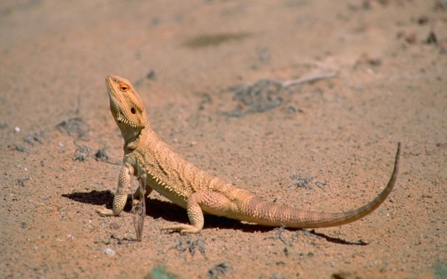 lizard-wallpaper-desktopgoodies-013