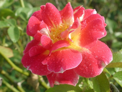 rose-flower-wallpaper-desktopgoodies-002