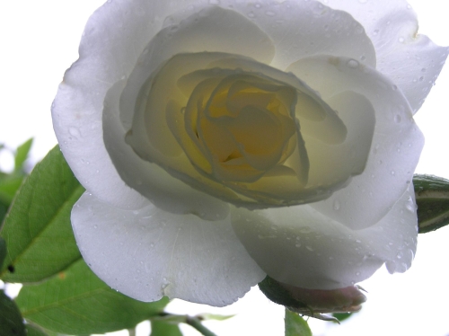 rose-flower-wallpaper-desktopgoodies-003
