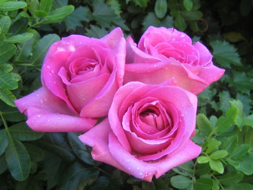 rose-flower-wallpaper-desktopgoodies-006