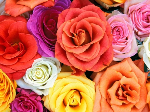 rose-flower-wallpaper-desktopgoodies-020