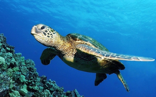 turtle-wallpaper-desktopgoodies-026