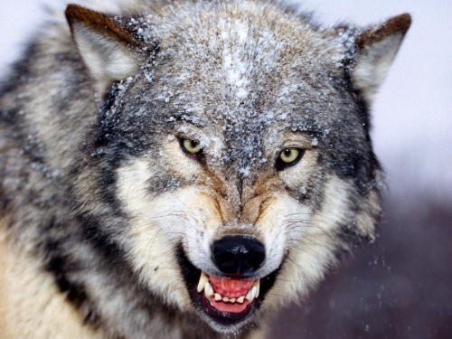 wolves-wallpaper-desktopgoodies-014
